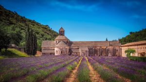 Lavendelfeld Südfrankreich